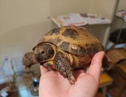 Lost Male Reptile last seen Grandin Ave and Nimitz Ave, Rockville, MD 20851