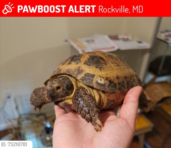 Lost Male Reptile last seen Grandin Ave and Nimitz Ave, Rockville, MD 20851