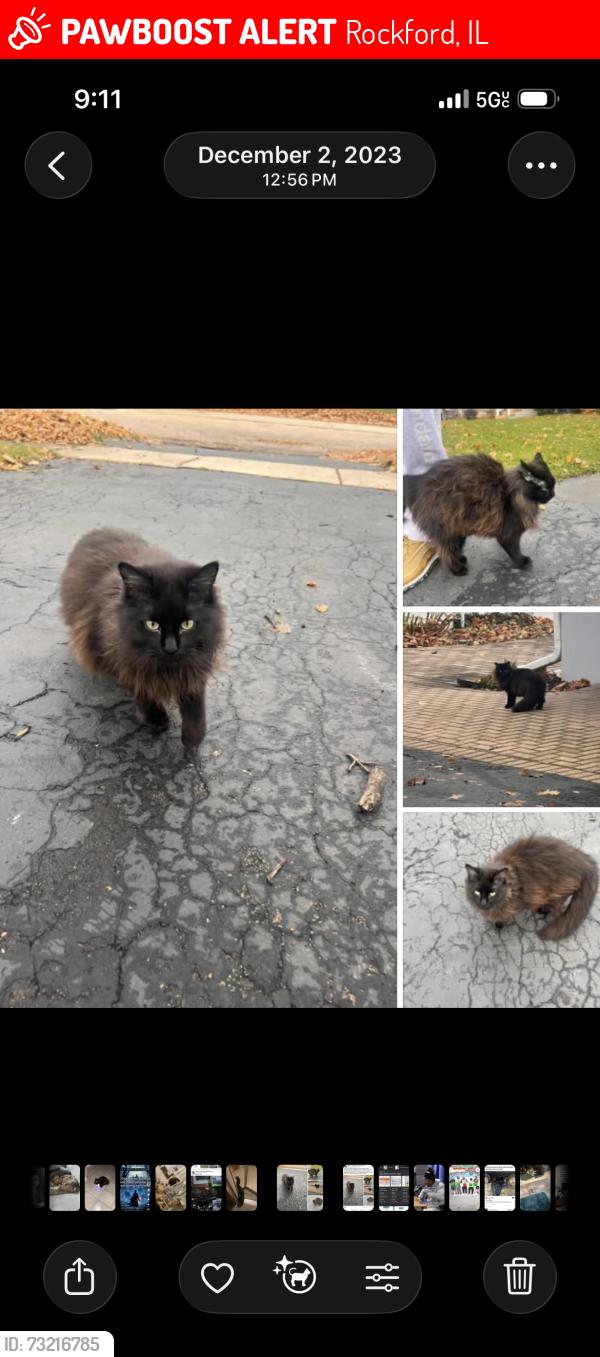 Lost Female Cat last seen Last seen on 11th st and 16th ave near keye park, Rockford, IL 61104