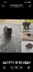 Lost Female Cat last seen Last seen on 11th st and 16th ave near keye park, Rockford, IL 61104