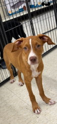 Lost Female Dog last seen Robbins Ave Lowell/Dracut linr, Dracut, MA 01826