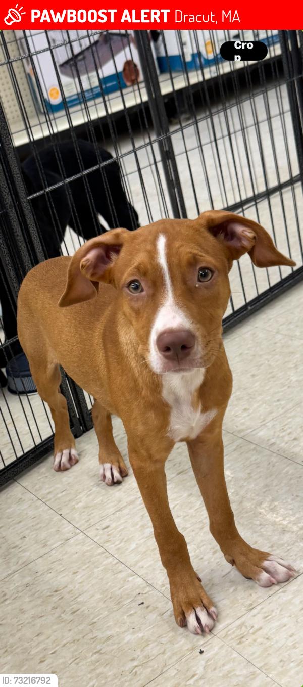 Lost Female Dog last seen Robbins Ave Lowell/Dracut linr, Dracut, MA 01826