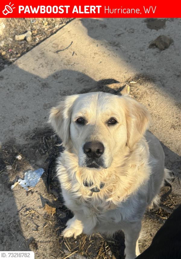 Lost Female Dog last seen Speedway and Sycamore Rd, Hurricane, WV 25526