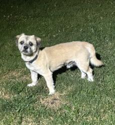 Found/Stray Unknown Dog last seen cooley st and willmarth, Detroit, MI 48219