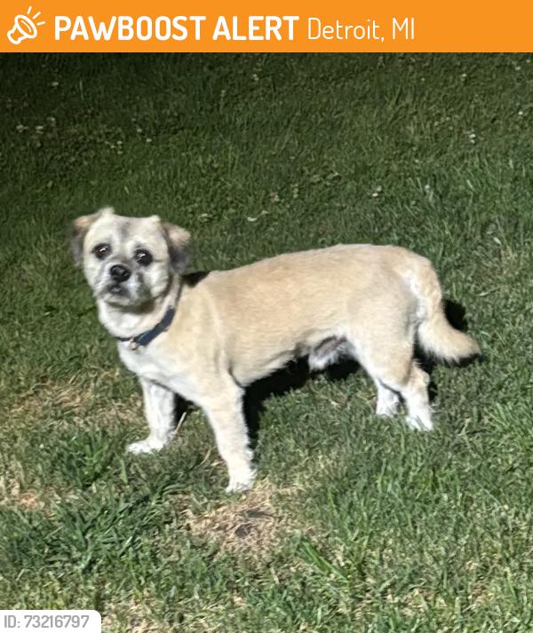 Found/Stray Unknown Dog last seen cooley st and willmarth, Detroit, MI 48219
