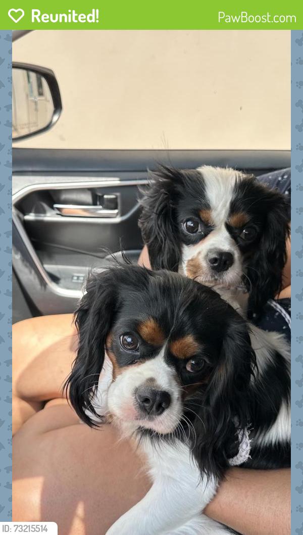 Reunited Unknown Dog last seen Riverside Drive & Loop 337, New Braunfels, TX 78130