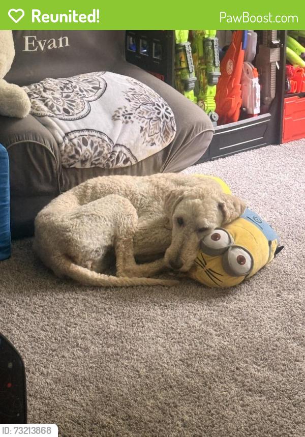 Reunited Female Dog last seen 8th and 4th, Kalamazoo, MI 49009