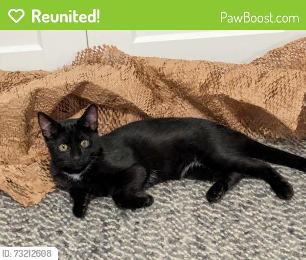 Reunited Male Cat last seen Sybil Dr in Durham, Durham, NC 27703