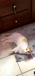 Reunited Male Cat last seen Near Yellow Daisy Drive, Stallings, NC 28104