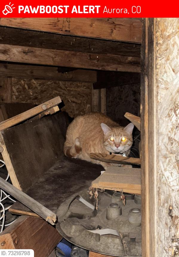 Lost Male Cat last seen By the stanly marketplace on Dallas st, Aurora, CO 80010