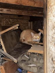 Lost Male Cat last seen By the stanly marketplace on Dallas st, Aurora, CO 80010