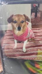 Lost Female Dog last seen Franklin Mills Flea Market - Knights Road & Liberty Blvd, NE Phila 19154, Philadelphia, PA 19154