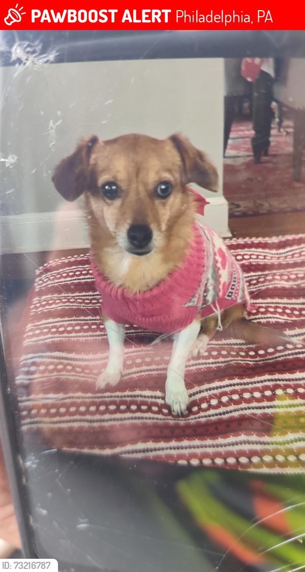 Lost Female Dog last seen Franklin Mills Flea Market - Knights Road & Liberty Blvd, NE Phila 19154, Philadelphia, PA 19154