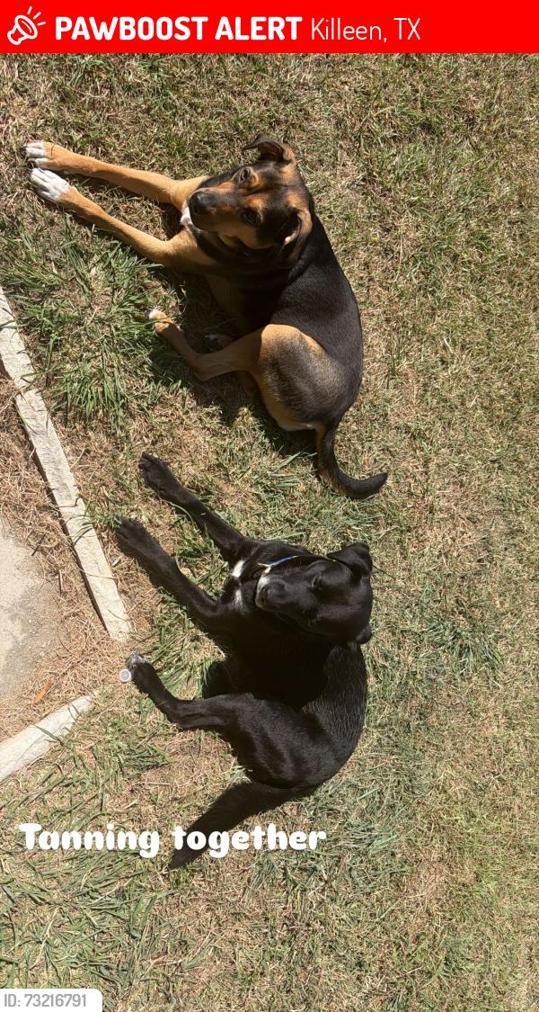 Lost Female Dog last seen Near zephyr rd, Killeen, TX 76543