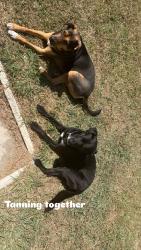 Lost Female Dog last seen Near zephyr rd, Killeen, TX 76543