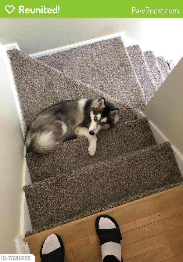 Reunited Female Dog last seen Rotherhithe LN and Bloombridge Way, Marietta, GA 30060