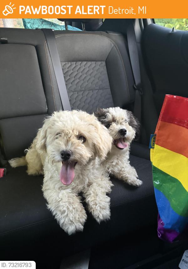 Found/Stray Female Dog last seen Hazelwood and 14th street, down the street from the fire station, Detroit, MI 48206