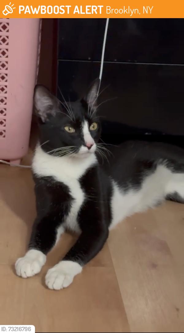 Found/Stray Male Cat last seen maria hernandez park on knickerbocker av, Brooklyn, NY 11237