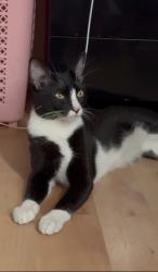 Found/Stray Male Cat last seen maria hernandez park on knickerbocker av, Brooklyn, NY 11237