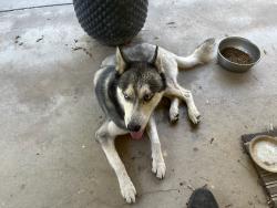 Found/Stray Male Dog last seen Hey 168 and Shepard, Clovis, CA 93612
