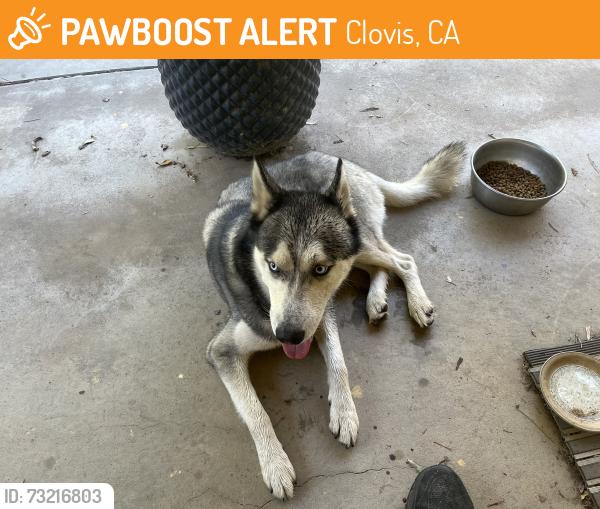 Found/Stray Male Dog last seen Hey 168 and Shepard, Clovis, CA 93612