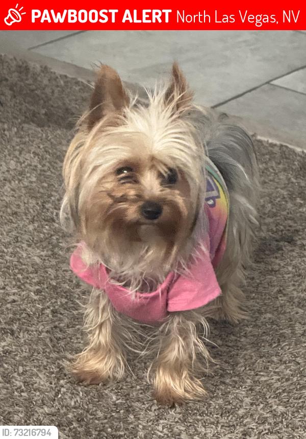 Lost Female Dog last seen Clayton and helen, North Las Vegas, NV 89032