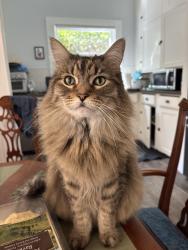 Reunited Male Cat last seen Talbart and Green, Martinez, CA 94553