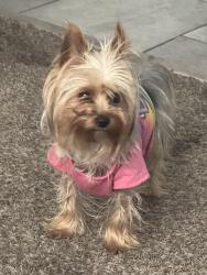Lost Female Dog last seen Clayton and helen, North Las Vegas, NV 89032