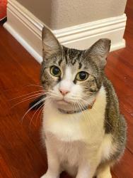Reunited Female Cat last seen Cody lane, white cedar and surrounding neighborhoods, Pensacola, FL 32514