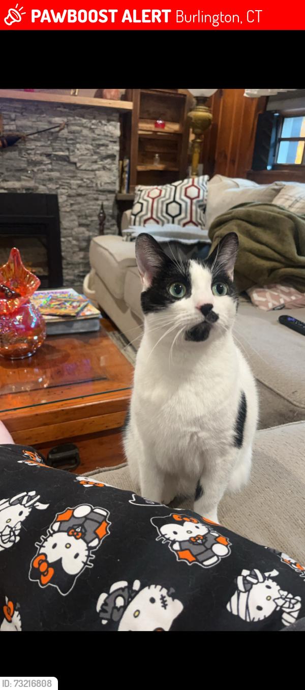 Lost Female Cat last seen lake garda school, Burlington, CT 06013
