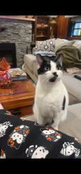 Lost Female Cat last seen lake garda school, Burlington, CT 06013