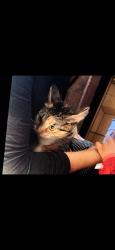 Lost Female Cat last seen Monroe st, Niagara Falls, ON 14303