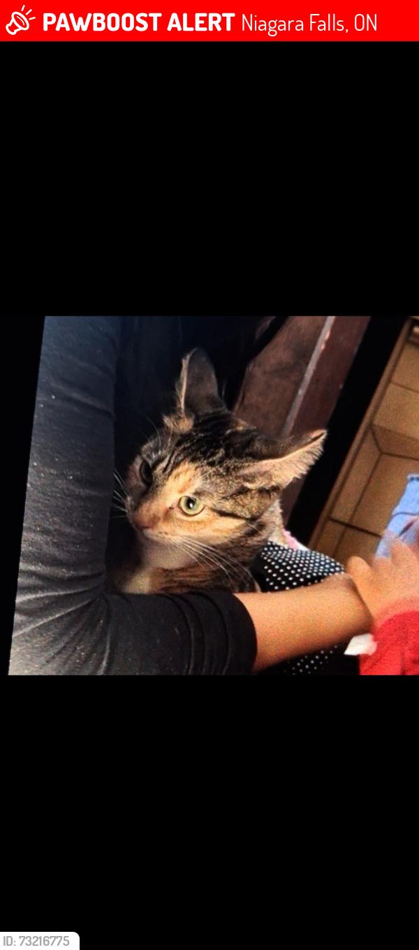 Lost Female Cat last seen Monroe st, Niagara Falls, ON 14303
