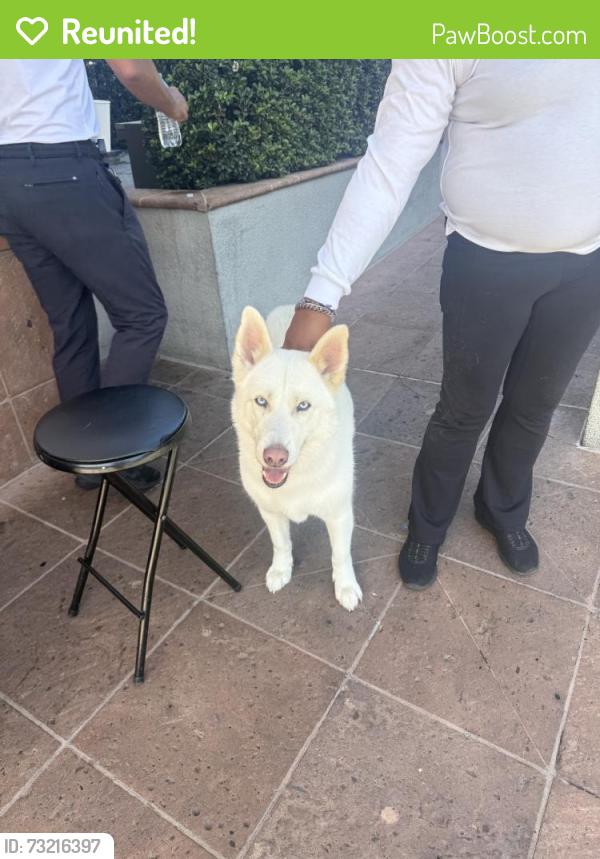 Reunited Male Dog last seen The Lawrys staff found the dog, Beverly Hills, CA 90211