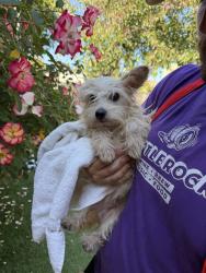 Lost Male Dog last seen Kensington Fire Protection, Kensington, CA 94707