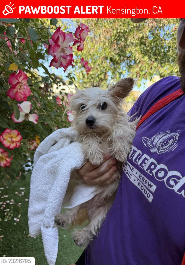 Lost Male Dog last seen Kensington Fire Protection, Kensington, CA 94707