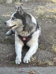 Found/Stray Unknown Dog last seen Near Lewis rd, San Jose, CA 95111