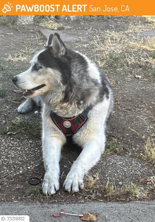 Found/Stray Unknown Dog last seen Near Lewis rd, San Jose, CA 95111