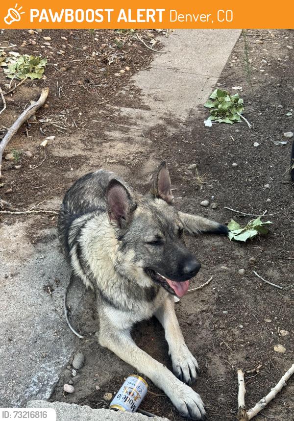 Found/Stray Male Dog last seen Maxwell & 56th, Denver, CO 80239