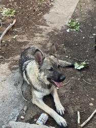Found/Stray Male Dog last seen Maxwell & 56th, Denver, CO 80239