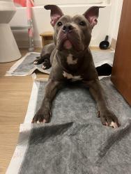 Found/Stray Female Dog last seen Delco and Canal rd, Sterling Heights, MI 48313