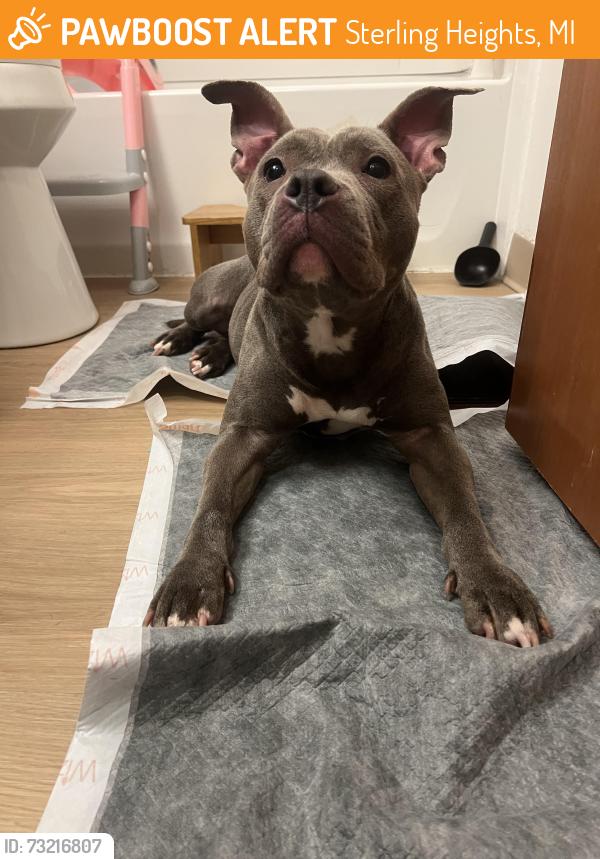 Found/Stray Female Dog last seen Delco and Canal rd, Sterling Heights, MI 48313