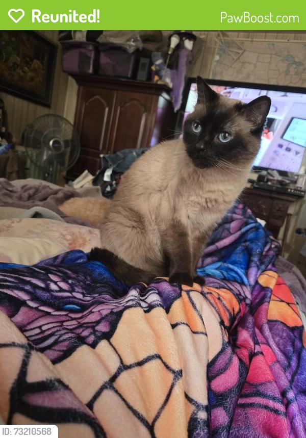 Reunited Male Cat last seen Baumann & little South Broadway, St. Louis, MO 63125