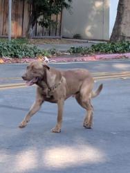 Found/Stray Unknown Dog last seen Lopez Taqueria 2, San Jose, CA 95126