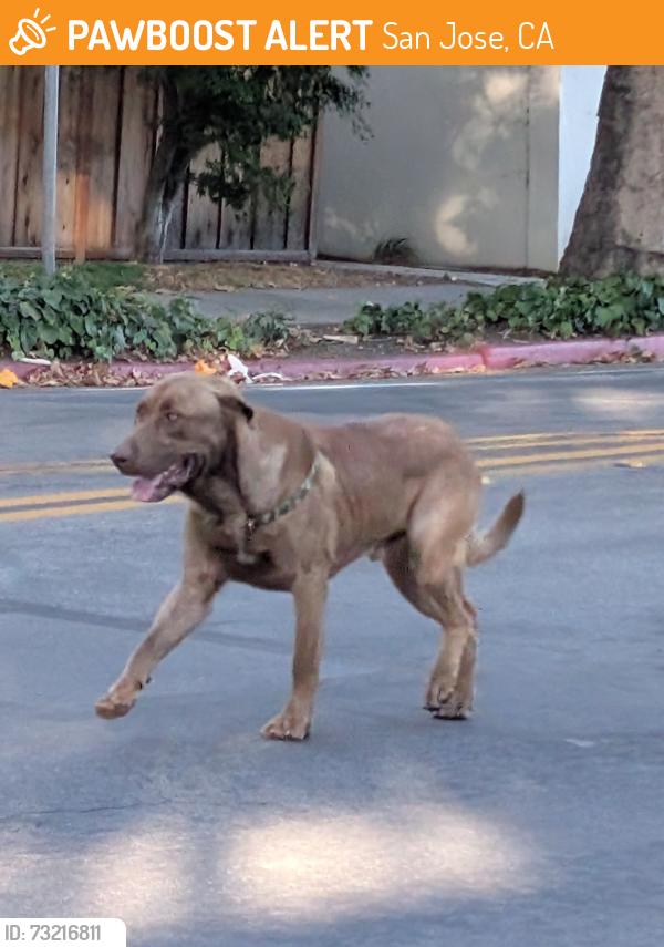 Found/Stray Unknown Dog last seen Lopez Taqueria 2, San Jose, CA 95126
