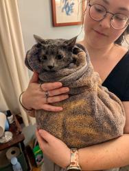 Reunited Female Cat last seen Beacon Hill Rd, Kanard Ave, Columbus, OH 43228