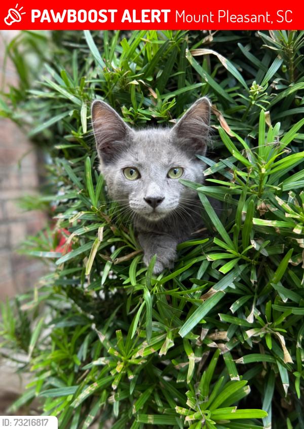 Lost Male Cat last seen Rifle Range Road - may also be off 17 near Home Team BBQ, Mount Pleasant, SC 29464