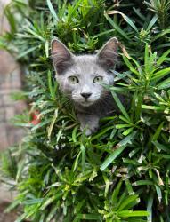 Lost Male Cat last seen Rifle Range Road - may also be off 17 near Home Team BBQ, Mount Pleasant, SC 29464