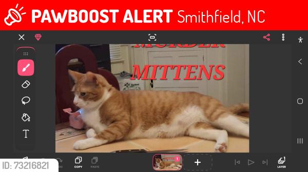 Lost Male Cat last seen On or near the corner of north 3rd and handcock, Smithfield, NC 27577