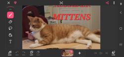 Lost Male Cat last seen On or near the corner of north 3rd and handcock, Smithfield, NC 27577